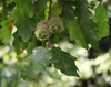 Capped acorns