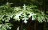 Green lobed leaves