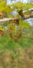 Male flowers as hanging catkins