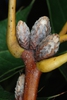 Forming acorns (Greensboro, NC)-Early Fall