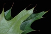 Close-up of leaf (Greensboro, NC)-Early Fall