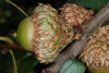 Side view of acorn (Greensboro, NC)-Early Fall