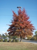 Fall Form