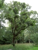 Form
