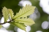 Underside of leaf