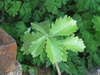 Lobed leaves