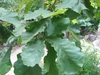 Lobed leaves