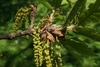 Hanging yellow male catkins