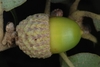 Side view of  a green immature acorn (Bastrop, TX)-Early Fall