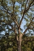 Trunk and branches (Bastrop, TX)-Early Fall