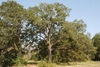 Tree form (Bastrop, TX)-Early Fall