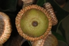 Bottom view of acorn (Greensboro, NC)-Mid Fall
