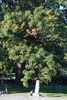 Tree form (Greensboro, NC)-Mid Fall