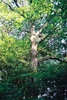 Trunk and branches of the tree