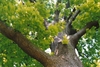 Branches and leaves