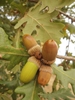 Capped acorn