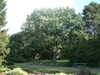 Form or a large oak