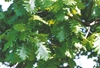 Lobed leaves