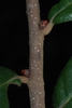 Stem buds (Horry County, SC)-Mid Fall