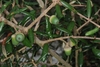 Immature green acorns (Horry County, SC)-Mid Fall
