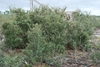 Shrub form of the plant