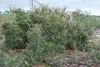 Quercus geminata