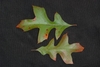 Both sides of the lobed leaves