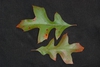 Both sides of leaves (Georgia, US)-Late Fall