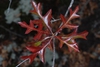 Fall leaves (Georgia, US)-Late Fall