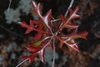 Reddish fall leaf color