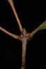 Stem end buds (Georgia, US)-Late Fall