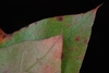 Pointed tips of leaves (Georgia, US)-Late Fall