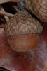Side view of acorn (Georgia, US)-Late Fall