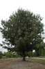 Tree form