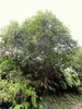 Form