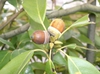 Acorn