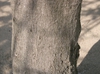 Bark