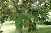 Leaves