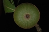 Bottom view of acorn (Moore County, NC)-Early Fall