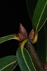 Cluster of terminal buds (Moore County, NC)-Early Fall