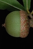 Side view of acorn (Moore County, NC)-Early Fall
