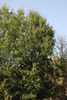 Form  of the tree (Moore County, NC)-Early Fall