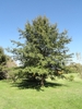 Form of a large tree