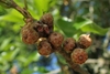 Acorn