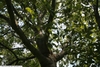 Branches