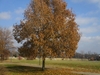 Form of the tree in the fall with russet colored leaves