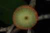 Bottom view of acorn (Moore County, NC)-Early Fall