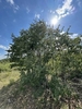 Form of a mature tree