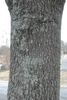 Bark