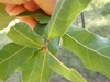 Green Leaves